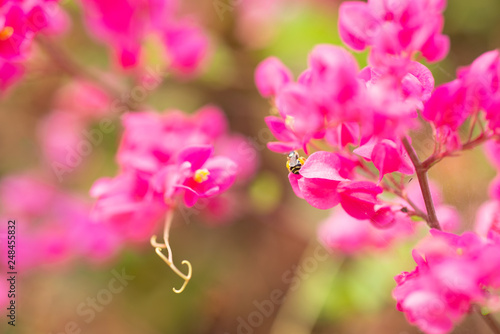 Pink flowers abstact background.