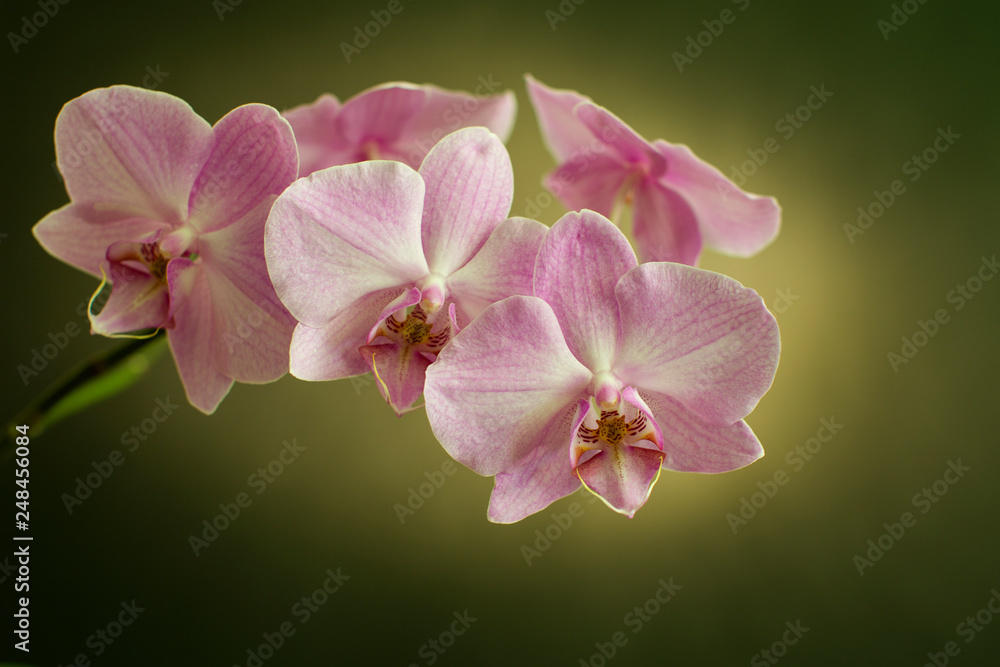 Blooming Orchid on a green background in drops of dew, close-up
