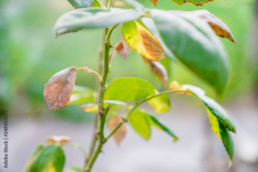 Beautiful green rose petal in the garden