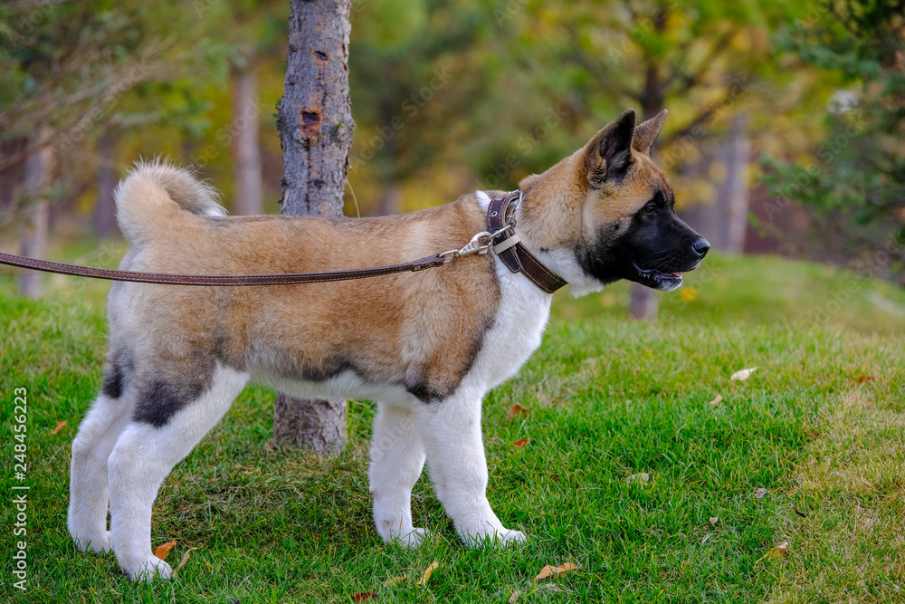 4 month cheap old akita puppy