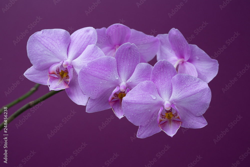 Obraz premium purple orchid in blooming in drops of dew