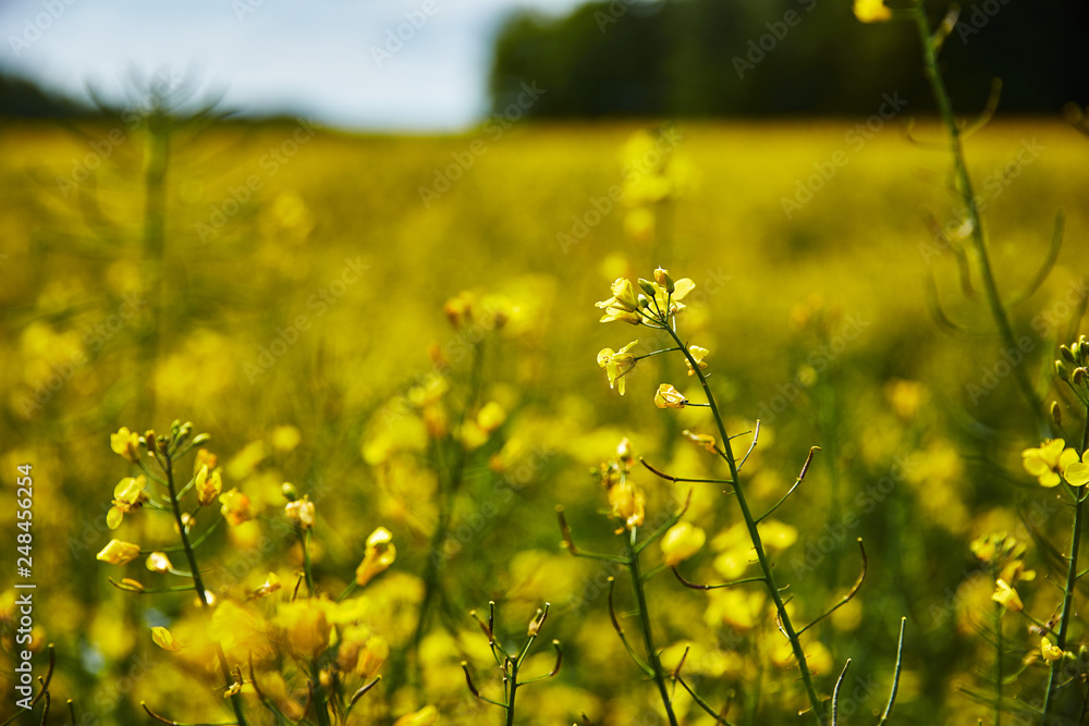 Obraz premium Blüte Sommer Blume Frühling