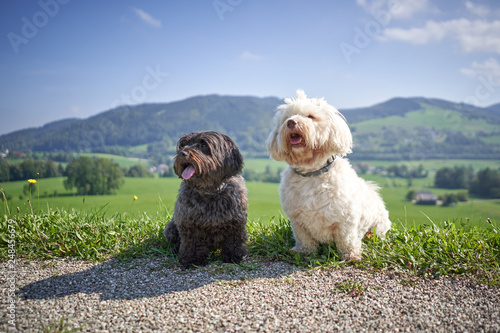 Photography Havanase dogs sitting on hiking road in the sun