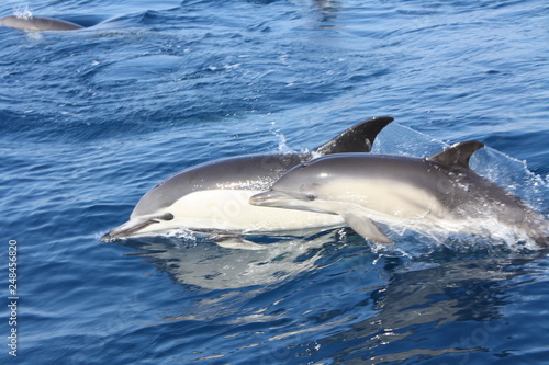 Gemeiner Delfin - Mutter   Kalb