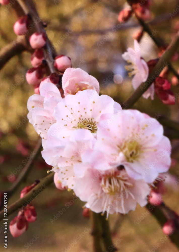 Fototapeta premium ウメ