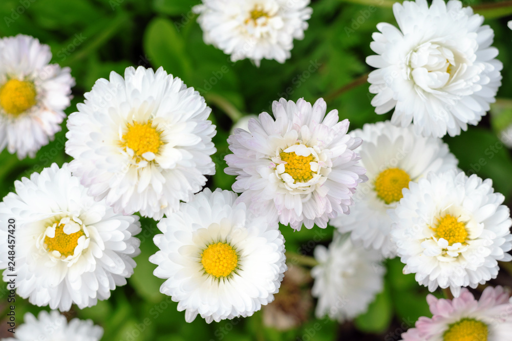Fototapeta premium Many small light daisies on green leaves background, floral spring background top view