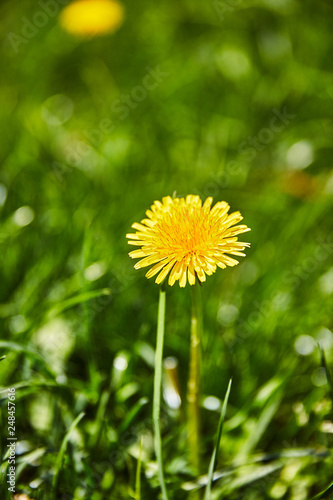 Löwenzahn Blume Wiese