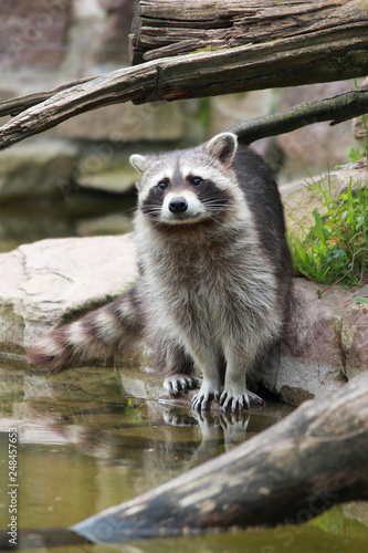 raccoon