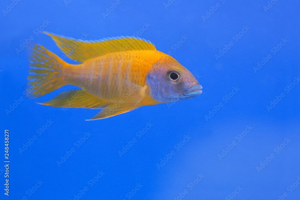 Blue Lab Cichlid