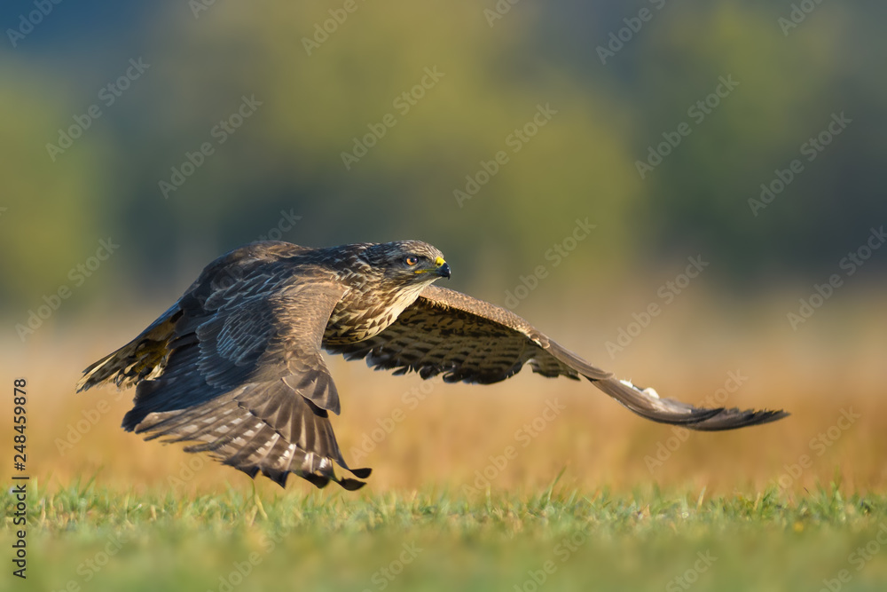 Flight over the meadow/Common Buzzard Flight over the meadow/Common Buzzard