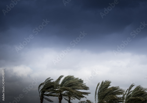 Storm on the palm with a gray sky background
