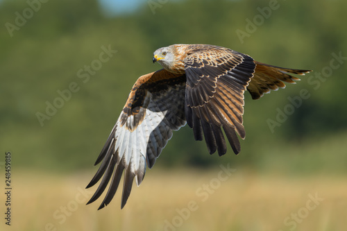 Flight over the meadow/Red Kite