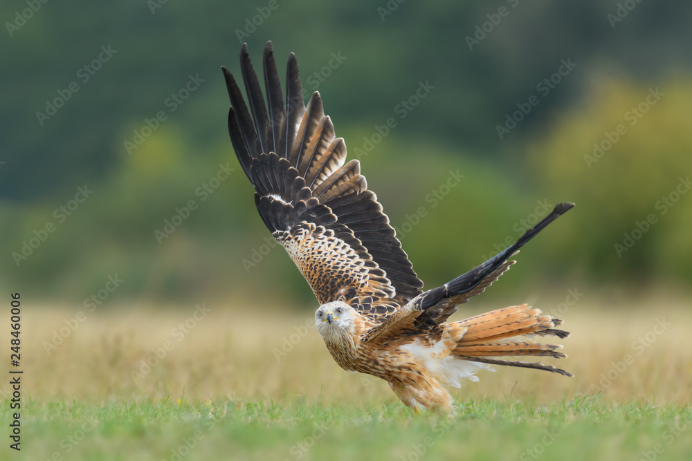 Fototapeta premium Flight over the meadow/Red Kite