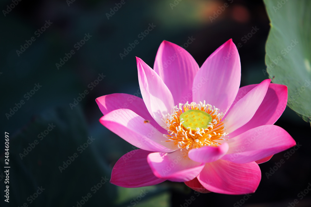 beautiful blooming lotus flower with copyspace beautiful blooming lotus flower with copyspace