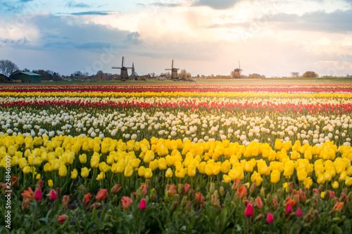 Tulips and windmills in Netherlands. Northern Amsterdam