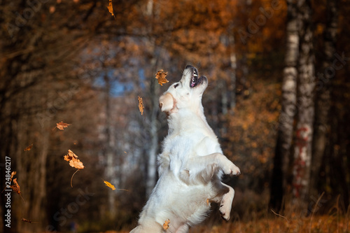 happy dog ​​breed golden retriever fervently plays in the autumn forest with leaves and toys