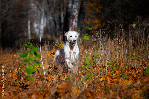 happy dog ​​breed golden retriever fervently plays in the autumn forest with leaves and toys