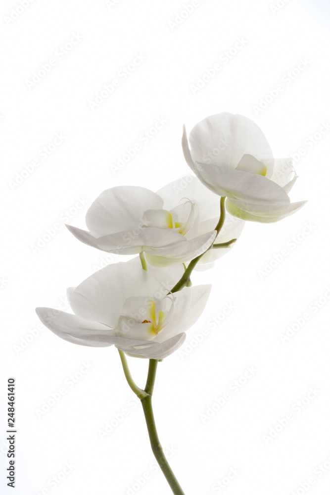 Fototapeta premium Three white orchid flowers Phalaenopsis on white background