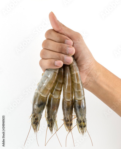 Holding a large Vannamei on a finger isolated on white. 