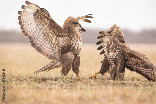 Buzzards, Buteo buteo fighting © Gert Hilbink