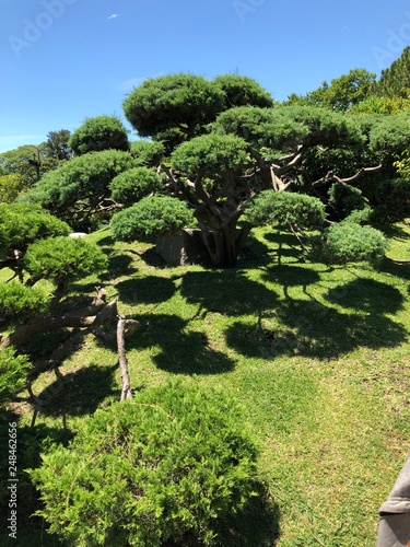 Japanese Tree