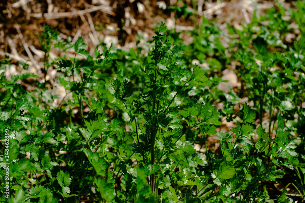 Coriander for cooking Coriander for cooking
