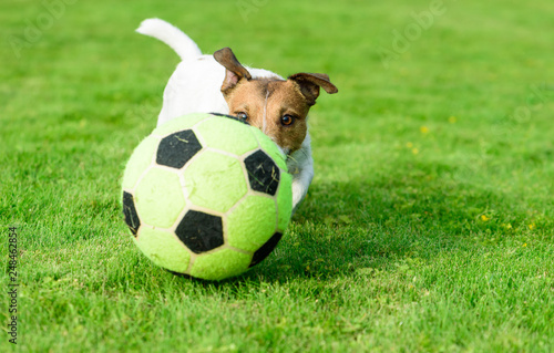 Dog playing football with soccerball on green grass turf