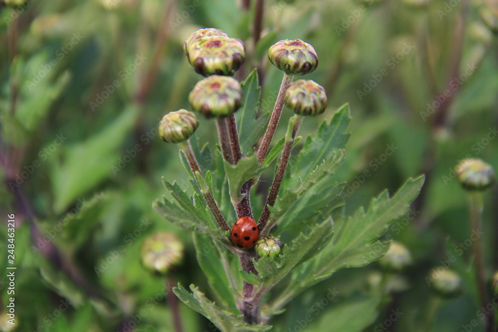 blume, natur, pflanze, green, garden, frühling, sommer, makro, blatt, gras, bud, blühen, flora, feld, lila, distel, löwenzahn, aufblühen, baum, weiß, wiese, blatt, obst, unkraut, saat blume, natur, pflanze, green, garden, frühling, sommer, makro, blatt, gras, bud, blühen, flora, feld, lila, distel, löwenzahn, aufblühen, baum, weiß, wiese, blatt, obst, unkraut, saat