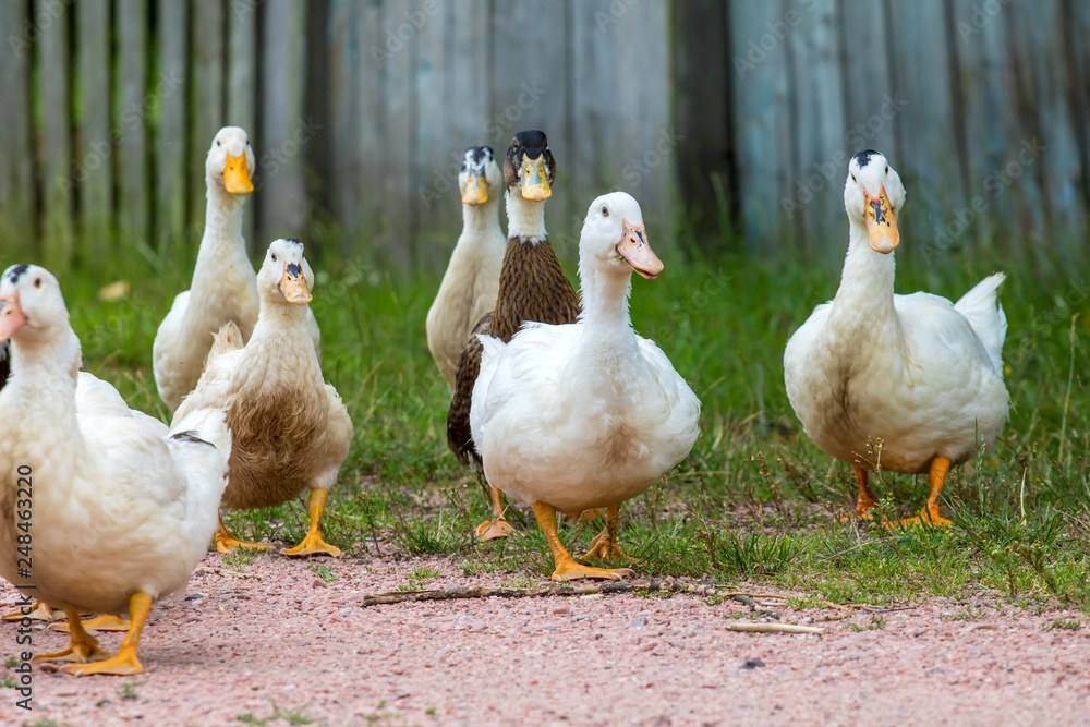 Ducks Ducks