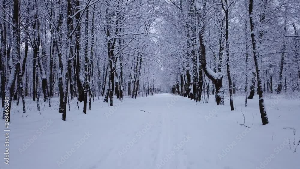 Winter landscape in the park Winter landscape in the park