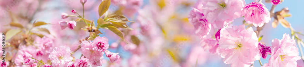 springtime panorama  background  with pink blossom - obrazy, fototapety, plakaty 