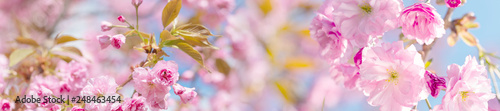 springtime panorama  background  with pink blossom