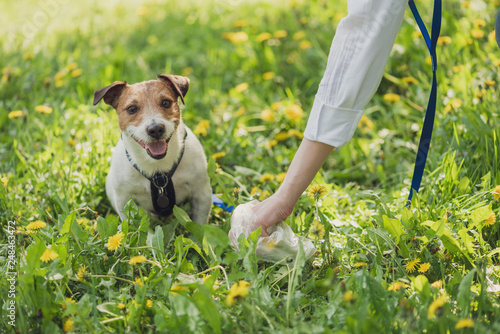 Pet owner picks up dog's poop cleaning up mess photo