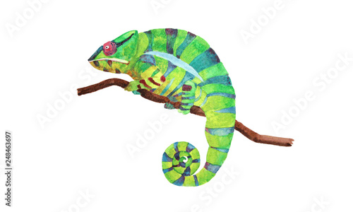 Green chameleon on a branch. Watercolor vector illustration