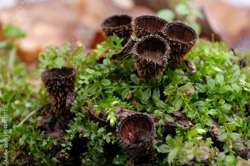 Leśne grzyby - kubek prążkowany (Cyathus striatus)