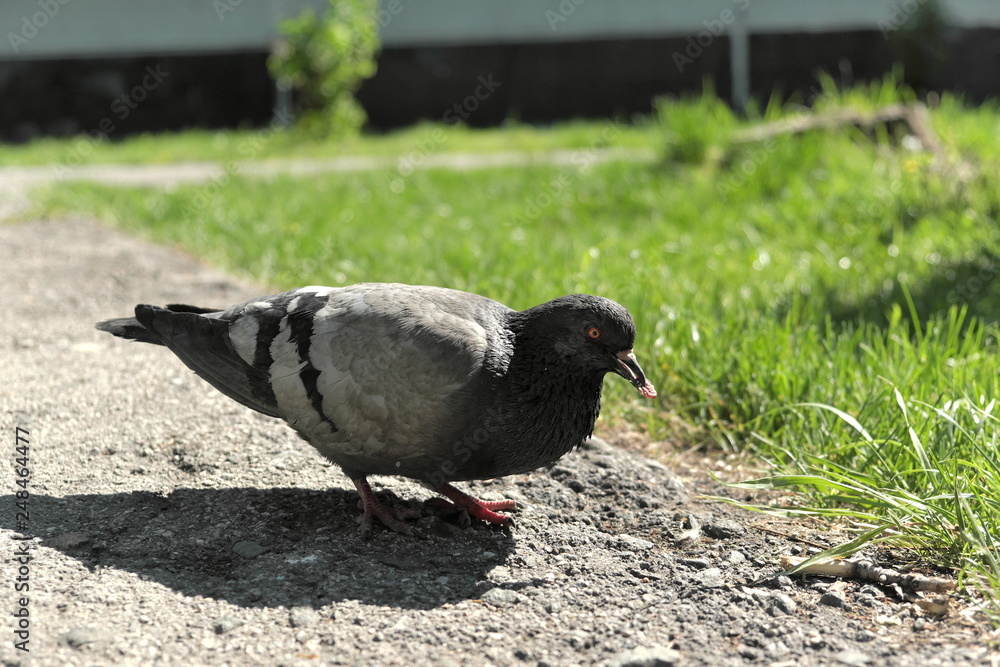 Obraz premium pigeon in the park