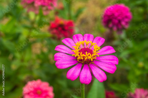 closeup pink floral daisy flower in garden leave green background