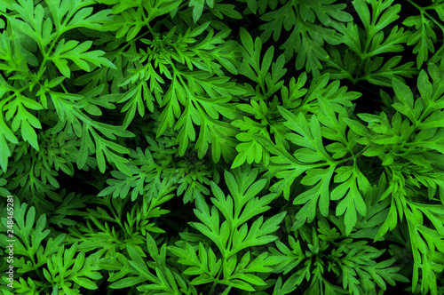 green leave pattern background