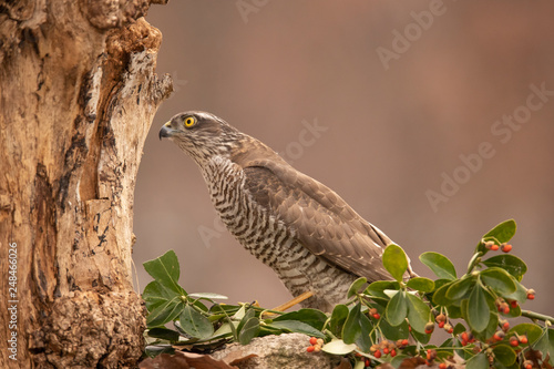 Wallpaper Mural Sparrow Hawk, Accipiter nisus Torontodigital.ca