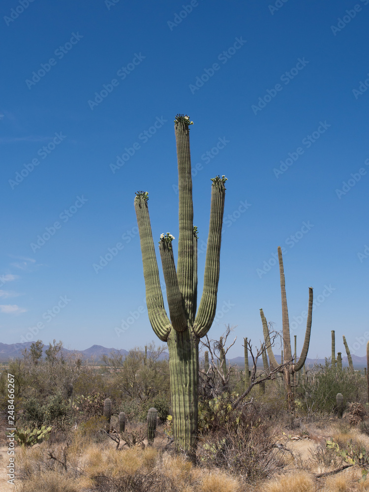  Saguaro Cactus of the Saguaro national park