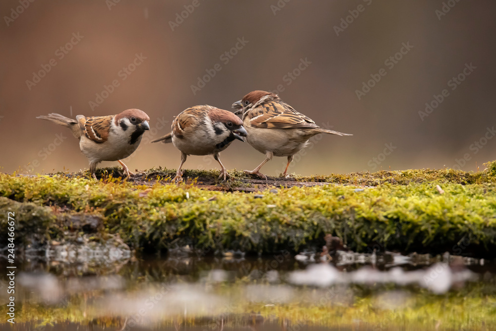 Tree Sparrow, Passer montanus Tree Sparrow, Passer montanus