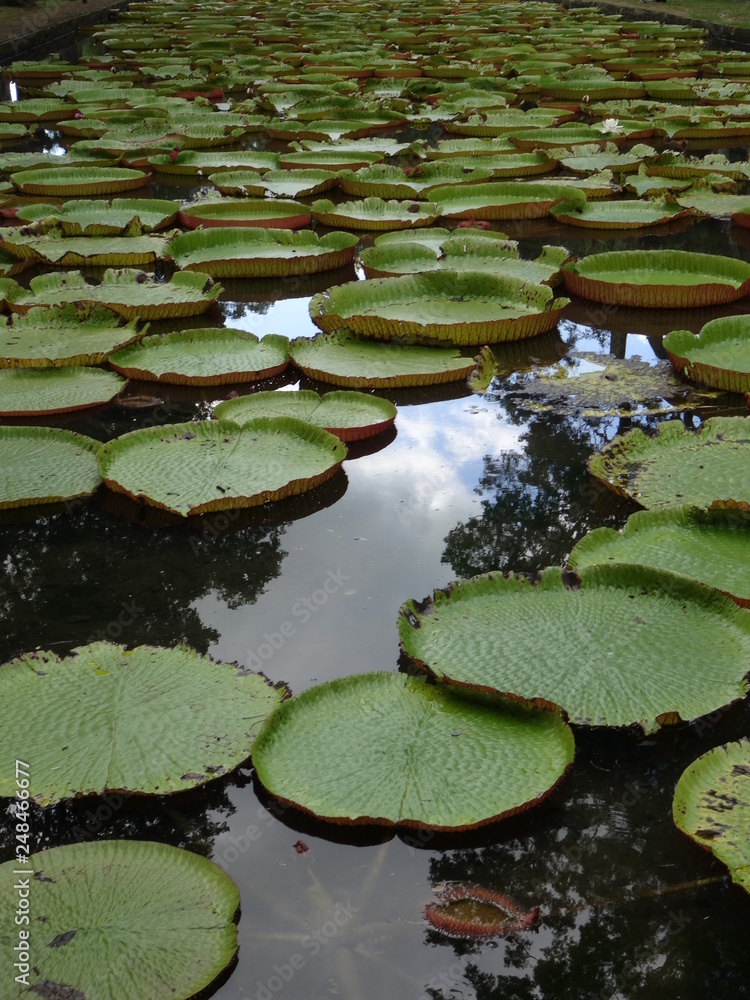 Sir Seewoosagur Ramgoolam Botanical Garden, Victoria Amazonica Giant Water Lilies, Mauritius Sir Seewoosagur Ramgoolam Botanical Garden, Victoria Amazonica Giant Water Lilies, Mauritius