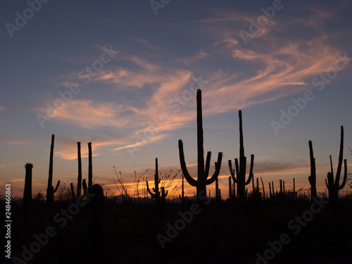  Saguaro Cactus of the Saguaro national park