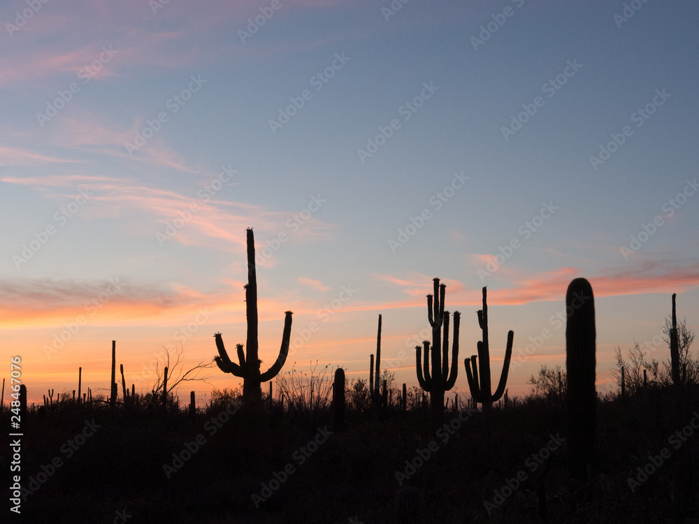  Saguaro Cactus of the Saguaro national park