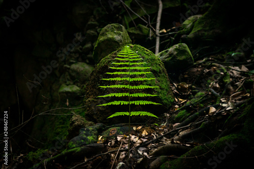 Dornfarn kontraststark dunkel wald symmetrisch photo