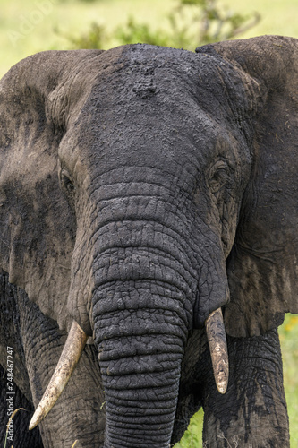 Elephant closeup on the Serengeti 