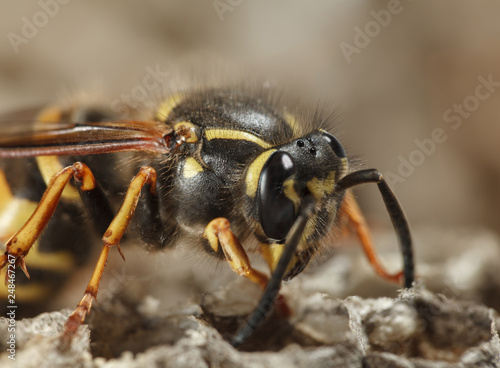 Macro of wasp on nest © abet