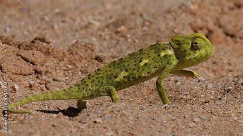 Desert Chameleon