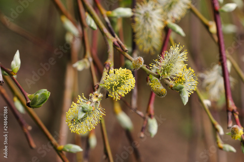 Close-up of pussy willow tree branch in the sptingtime photo