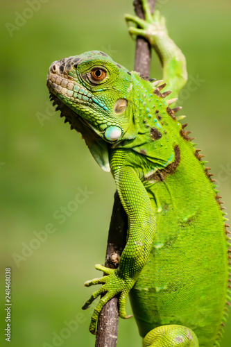 Close up view of a green iguana